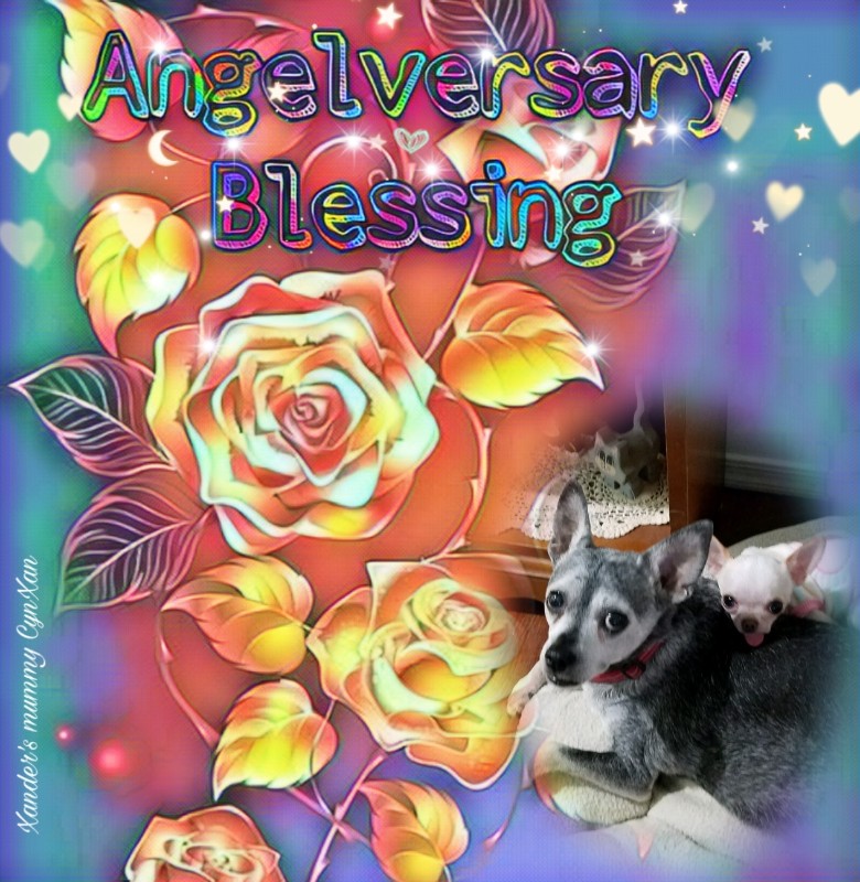 Peggys Angels of the Pcats224 family