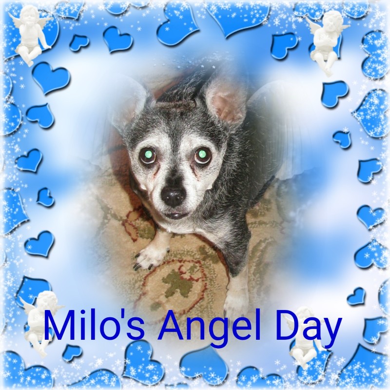 Peggys Angels of the Pcats224 family