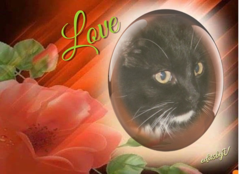 Peggys Angels of the Pcats224 family