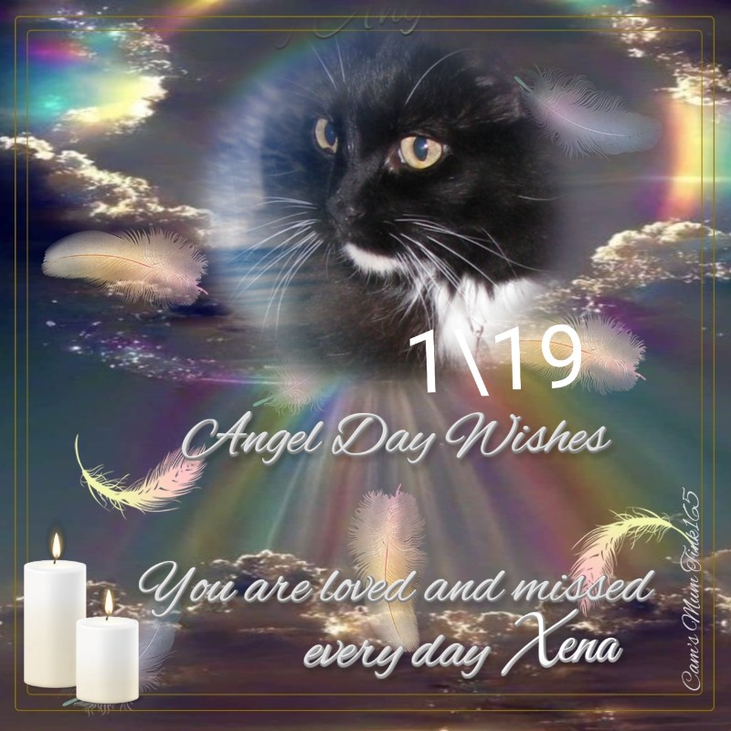 Peggys Angels of the Pcats224 family