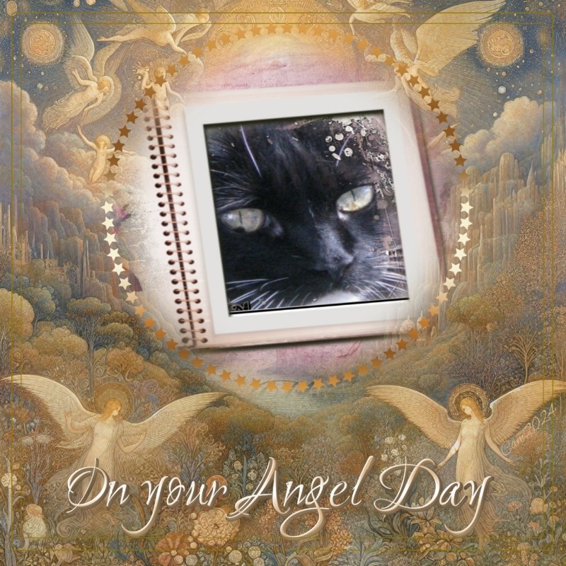 Peggys Angels of the Pcats224 family