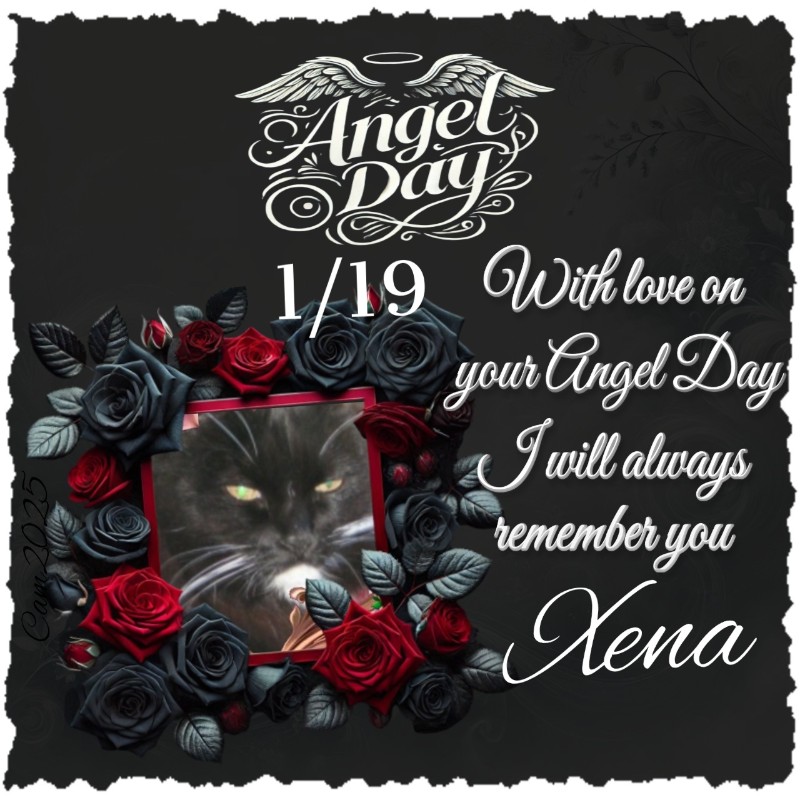 Peggys Angels of the Pcats224 family