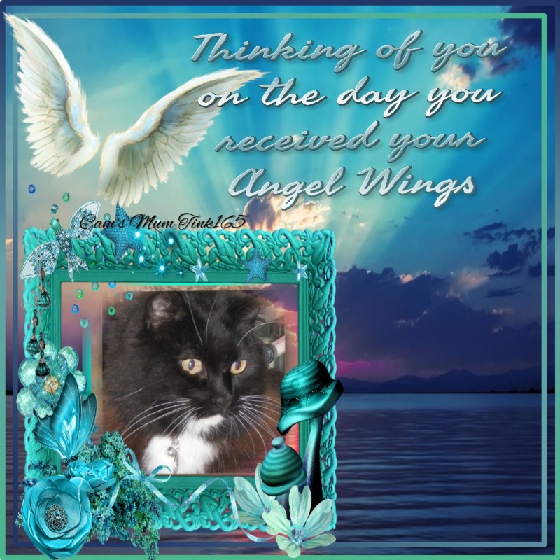 Peggys Angels of the Pcats224 family