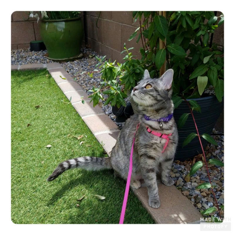 Pcats224 uploaded   5 year/s ago