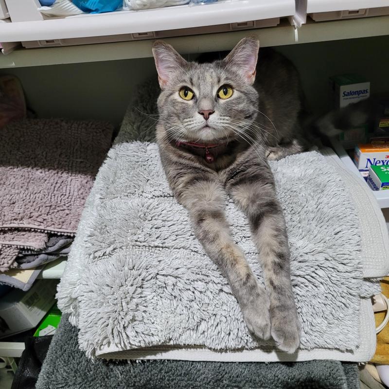 Pcats224 uploaded   337  day/s  ago