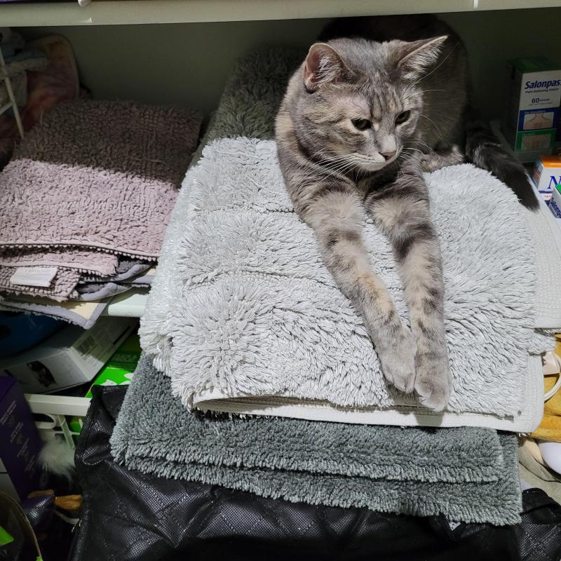 Pcats224 uploaded   337  day/s  ago