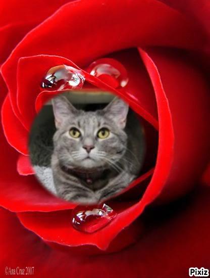 Jenny of the Pcats224 family