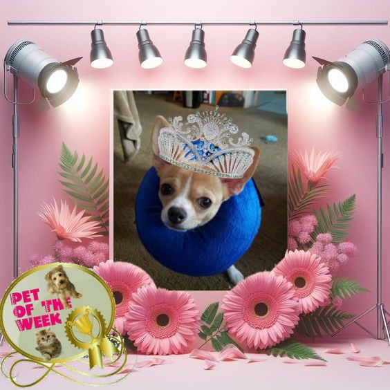 Pcats224 uploaded   2 year/s ago