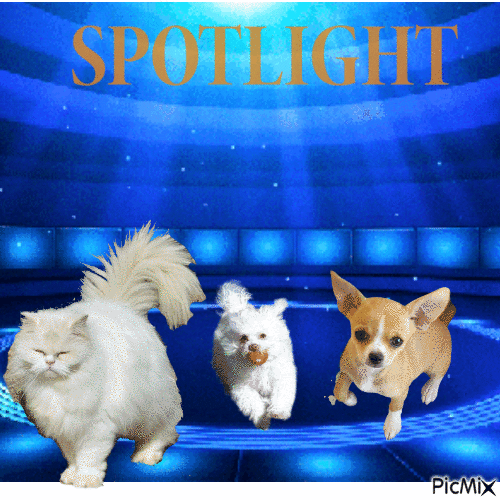 Cindy Lu of the Pcats224 family