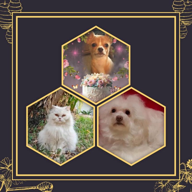 Cindy Lu of the Pcats224 family