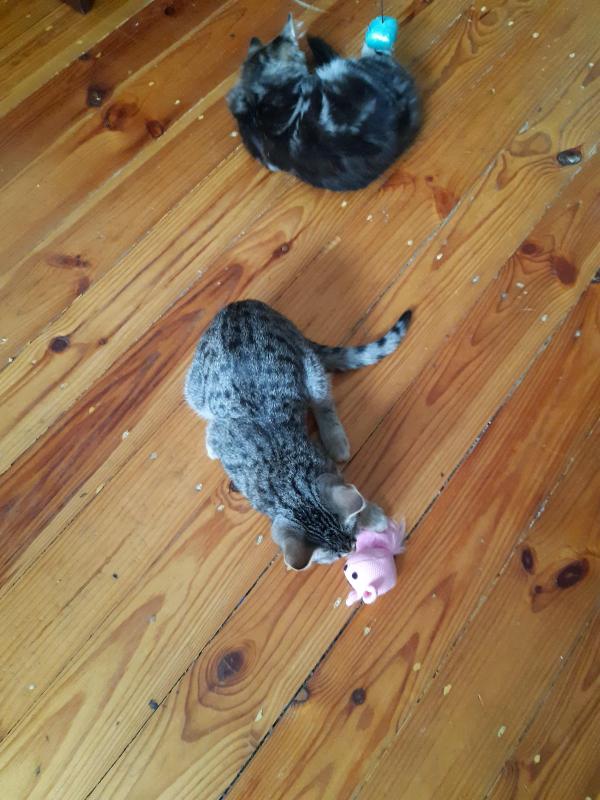 Raimis uploaded   3 year/s ago
