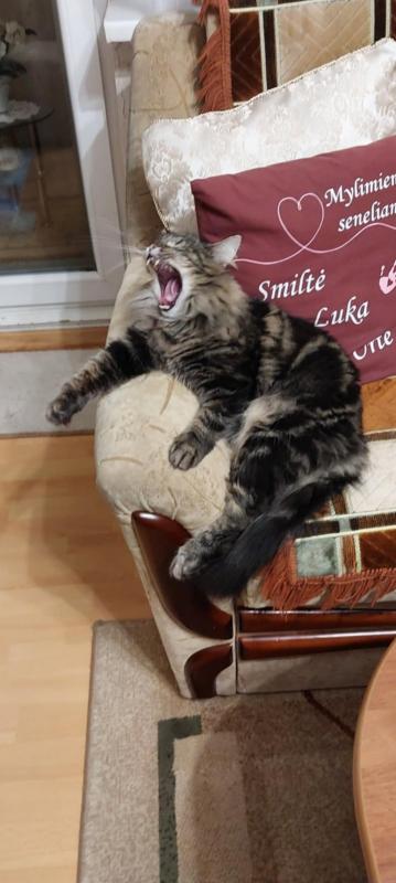 Mazge of the Raimis family