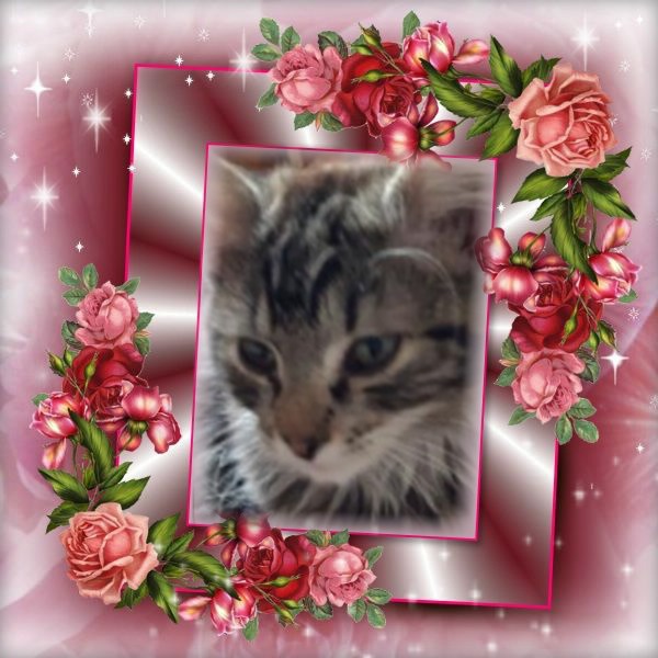 Mazge of the Raimis family