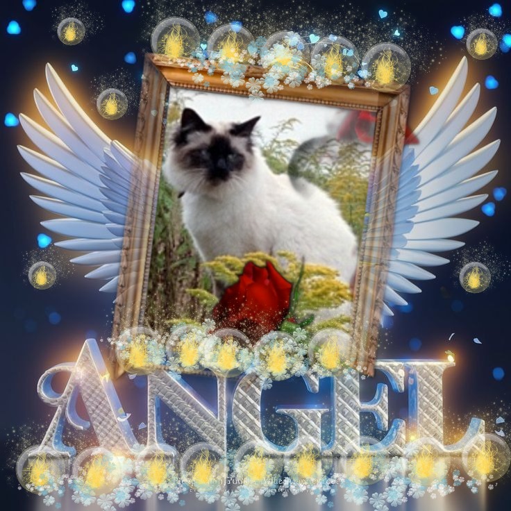 Rangoon uploaded   99  day/s  ago