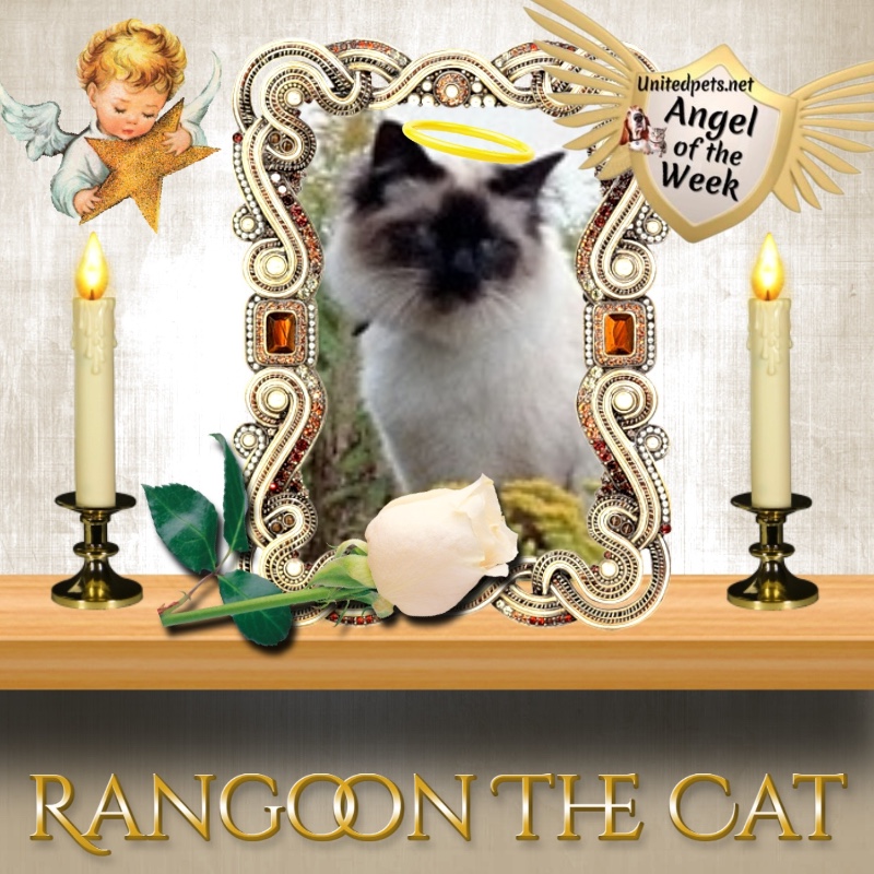 Rangoon uploaded   95  day/s  ago