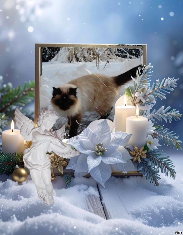 Rangoon uploaded   100  day/s  ago