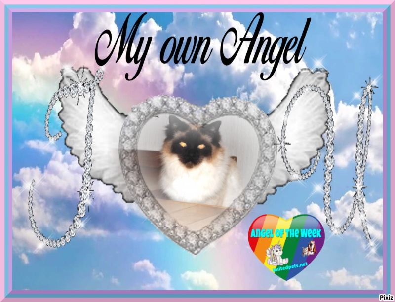 Rangoon uploaded   99  day/s  ago