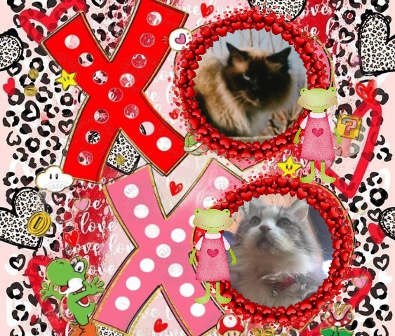 Rangoon The Cat of the Rangoon family