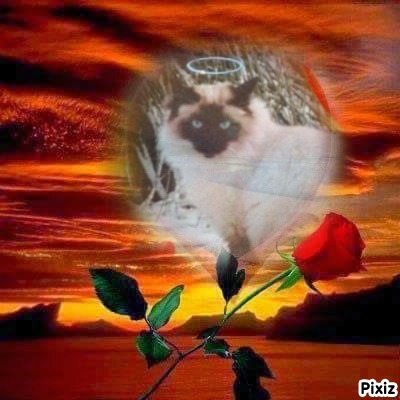 Rangoon uploaded   95  day/s  ago