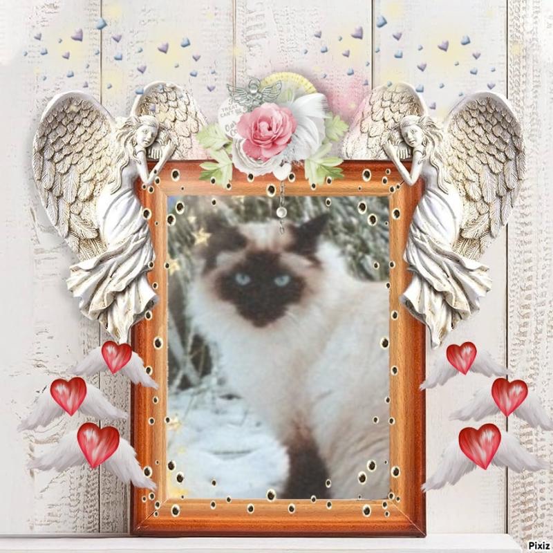 Rangoon uploaded   98  day/s  ago