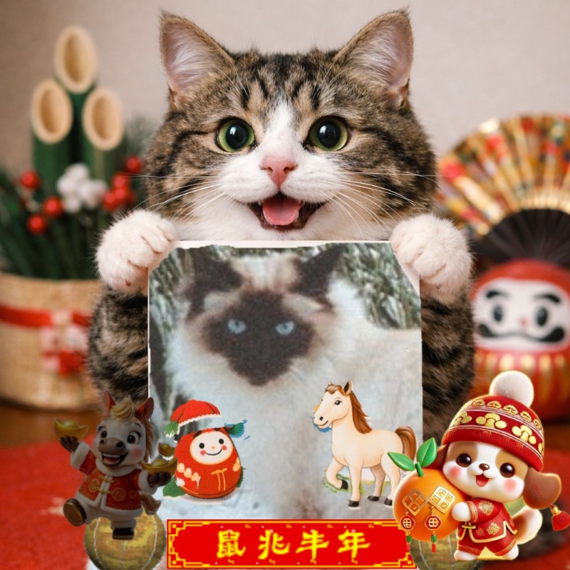 Rangoon The Cat of the Rangoon family