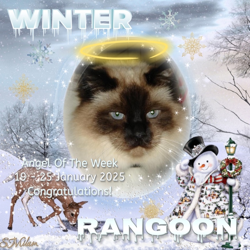 Rangoon uploaded   95  day/s  ago