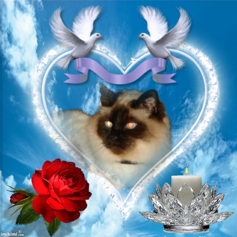 Rangoon The Cat of the Rangoon family