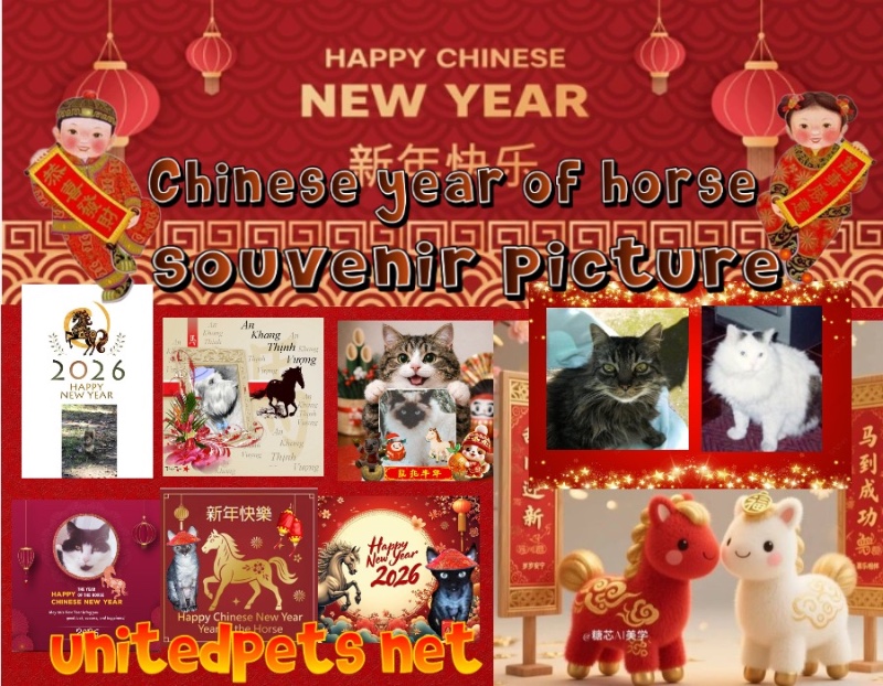 Rangoon The Cat of the Rangoon family