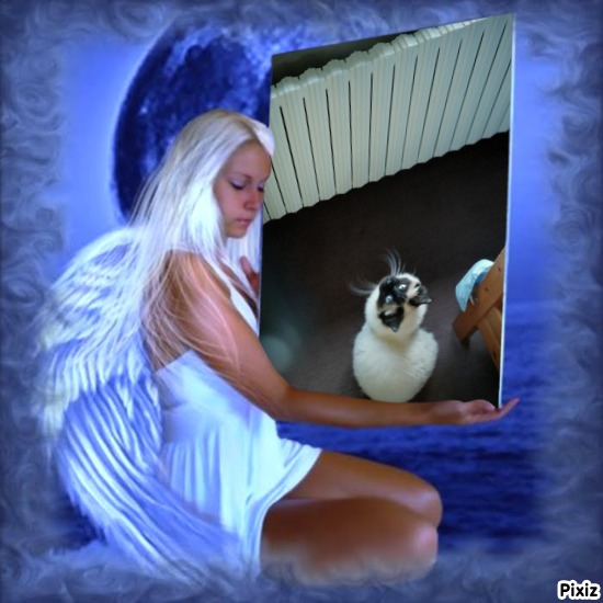 Rangoon uploaded   99  day/s  ago