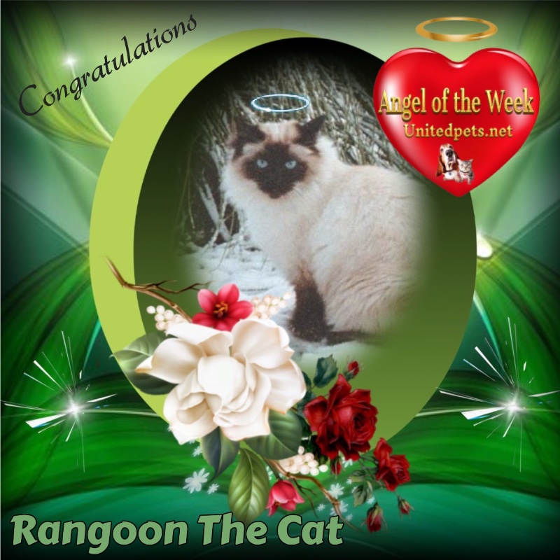 Rangoon uploaded   95  day/s  ago