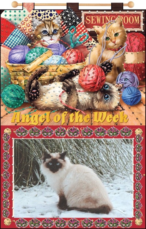 Rangoon The Cat of the Rangoon family