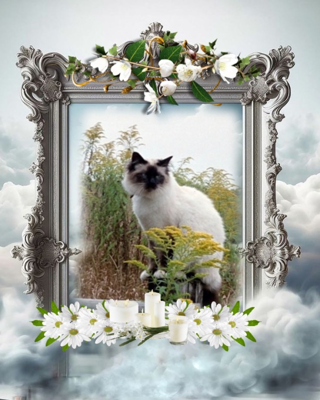 Rangoon The Cat of the Rangoon family