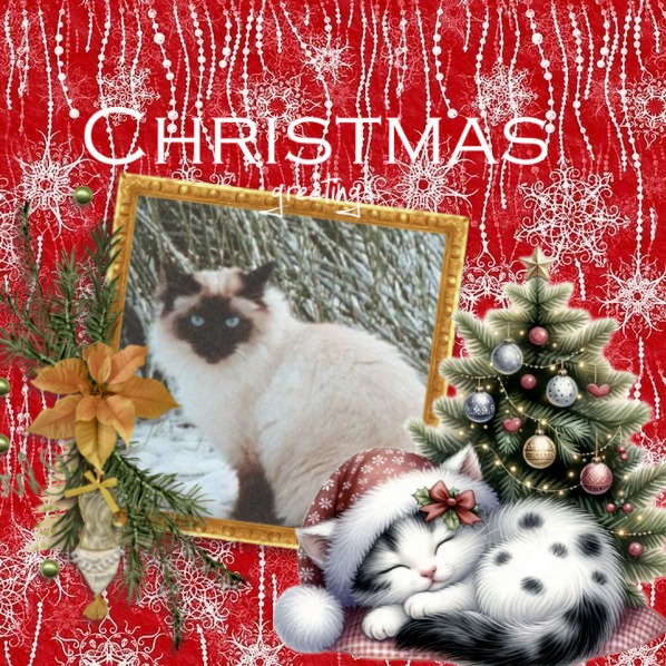 Rangoon The Cat of the Rangoon family