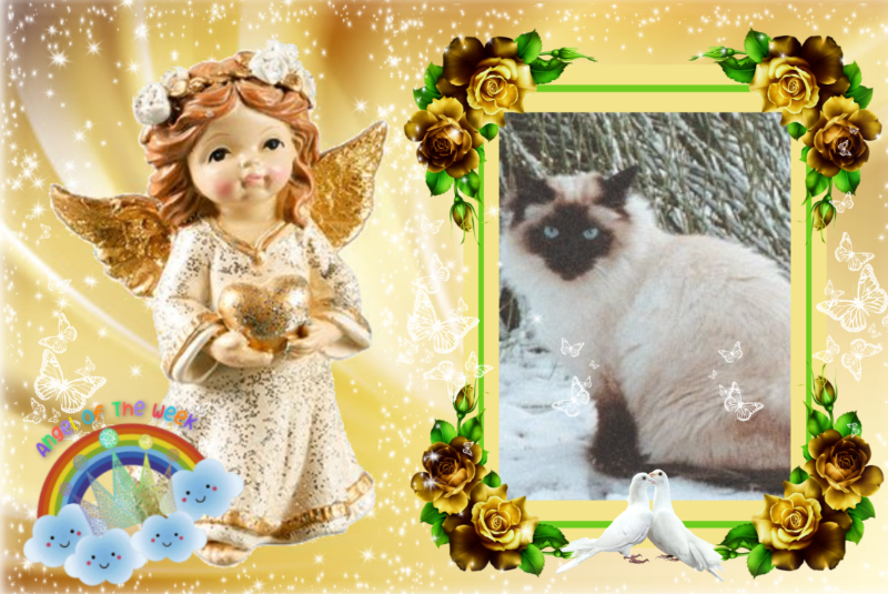 Rangoon uploaded   99  day/s  ago