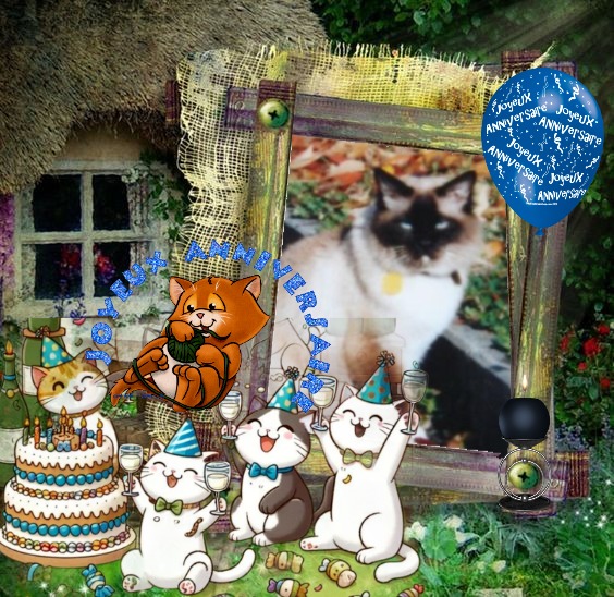 Rangoon The Cat of the Rangoon family