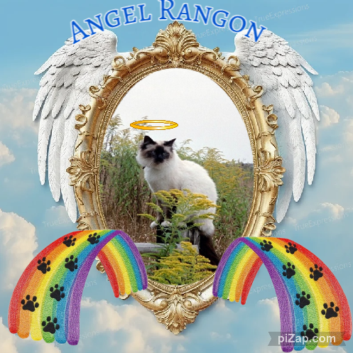 Rangoon The Cat of the Rangoon family