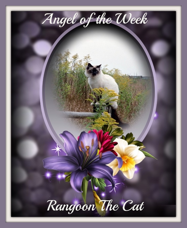 Rangoon The Cat of the Rangoon family