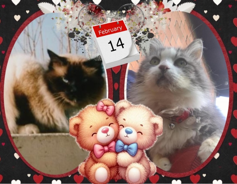 Rangoon The Cat of the Rangoon family