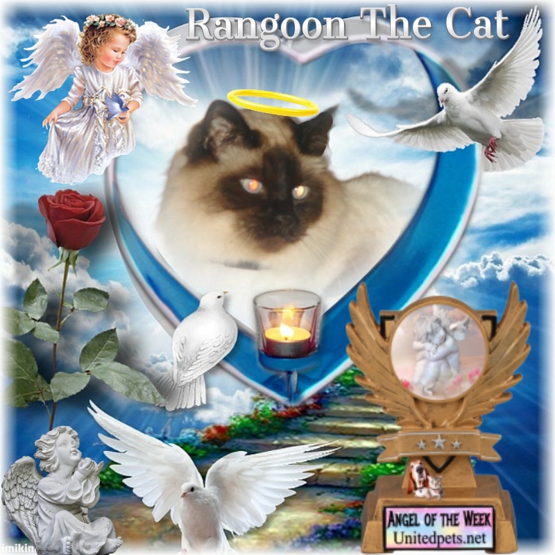 Rangoon The Cat of the Rangoon family