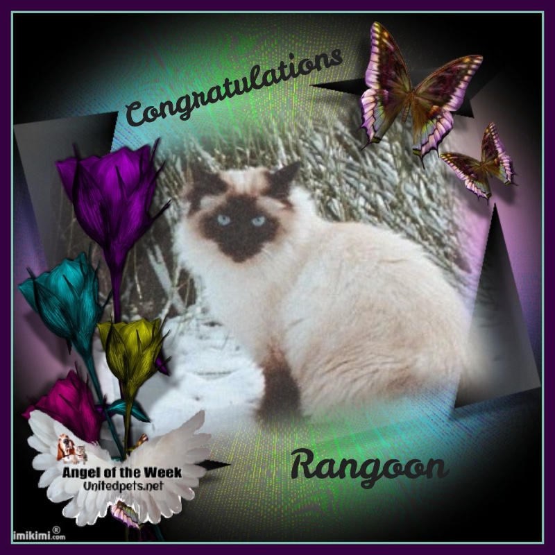 Rangoon uploaded   99  day/s  ago