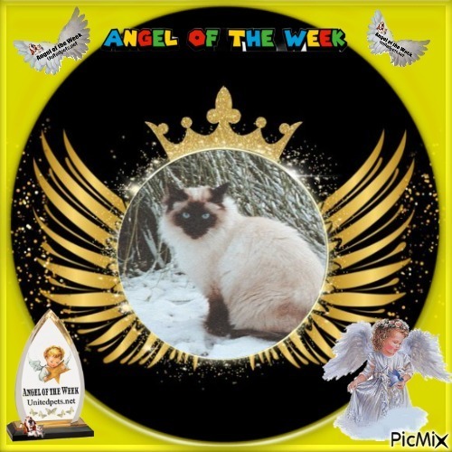 Rangoon uploaded   95  day/s  ago