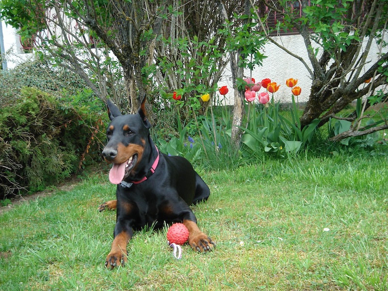 Rangoon uploaded   10 year/s ago