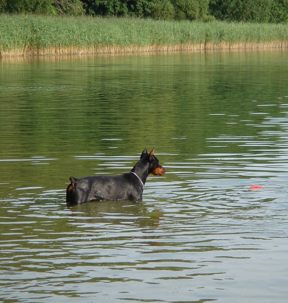 Rangoon uploaded   12 year/s ago