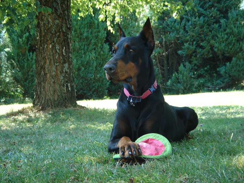 Rangoon uploaded   11 year/s ago