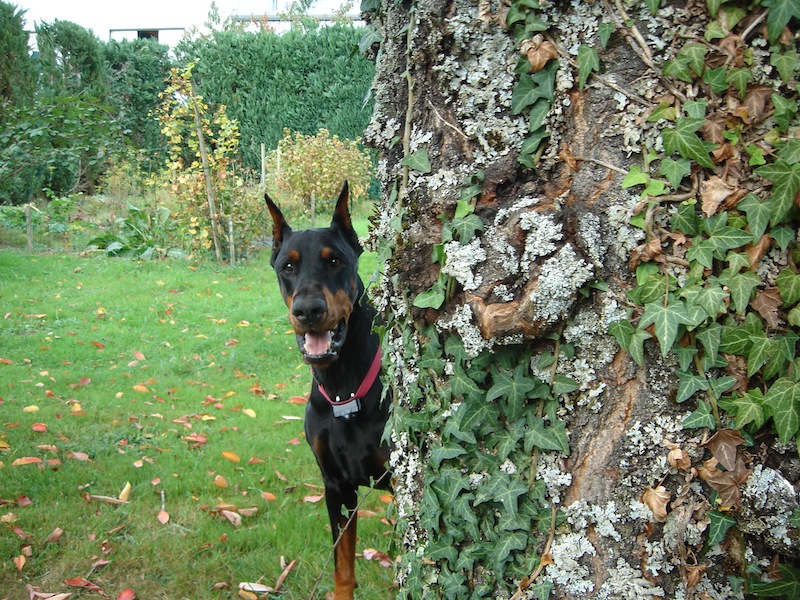 Rangoon uploaded   10 year/s ago