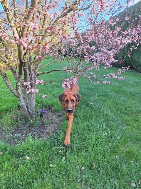 Rangoon uploaded   1 year/s ago