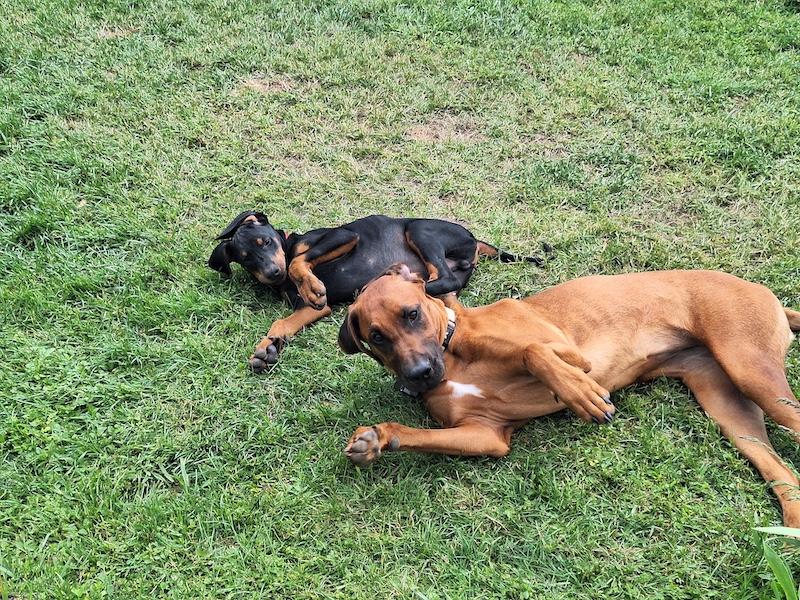 Rangoon uploaded   1 year/s ago