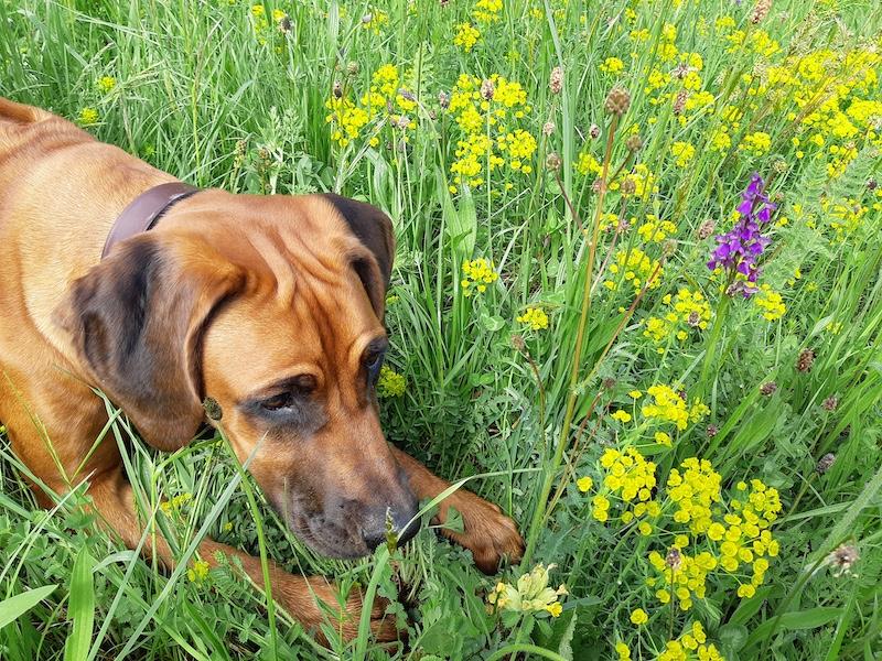 Rangoon uploaded   1 year/s ago