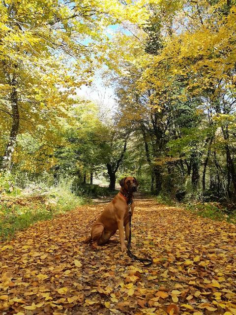 Rangoon uploaded   87  day/s  ago