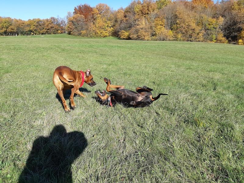 Rangoon uploaded   154  day/s  ago